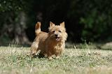 NORWICH TERRIER 049